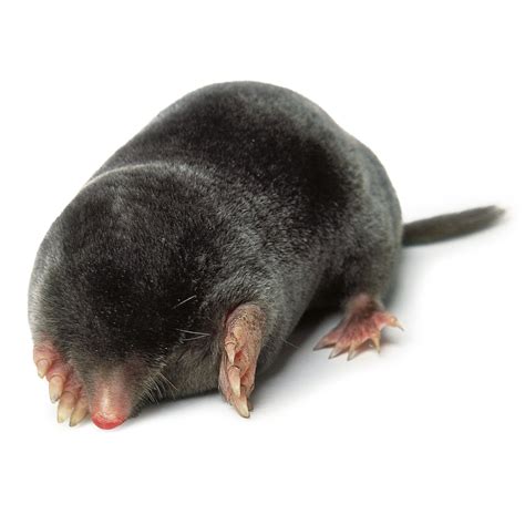 show me a picture of a mole|Benign Moles: What They Look Like